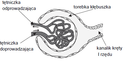 Zmiana szerokości tętniczki w torebce kłębuszka.