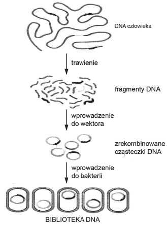 Nazwa enzymu katalizującego proces trawienia DNA i syntezy cDNA.