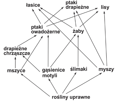 Relacje w sieci pokarmowej.