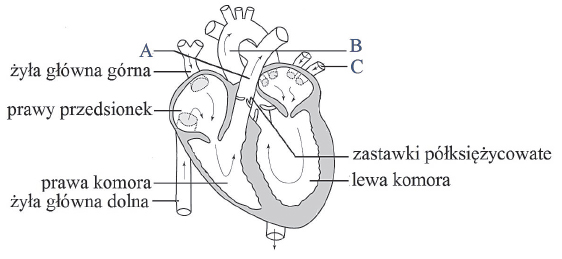 Kierunek przepływu krwi w ludzkim sercu.