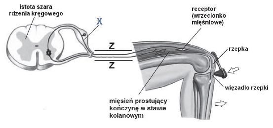 Łuk odruchowy kolanowy.