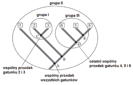 Taksn monofiletyczny. Takson parafiletyczny. Takson polifiletyczny.