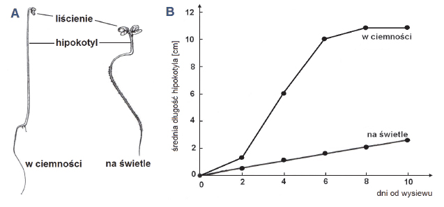 Wzrost wydłużeniowy komórek hipokotyla.