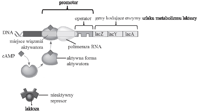 Operon laktozowy.