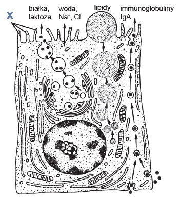 Komórka wydzielnicza gruczołu mlekowego.