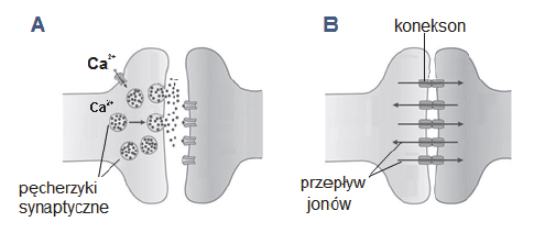 Synapsa chemiczna