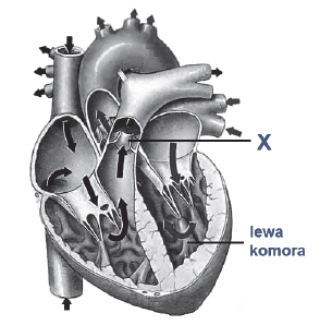 Budowa anatomiczna serca. Znaczenie zastawek w seru.