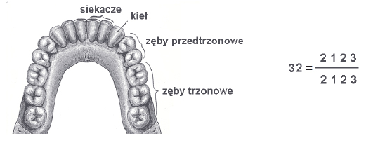 Uzębienie człowieka. Wzór zębowy.