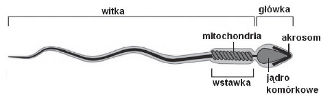 Enzymy w akrosomie plemnika.