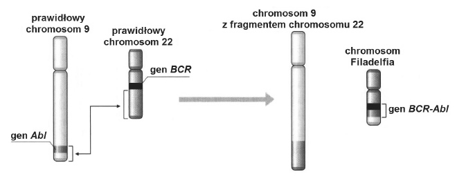 Mutacje chromosomowe. Chromosom Filadelfia.