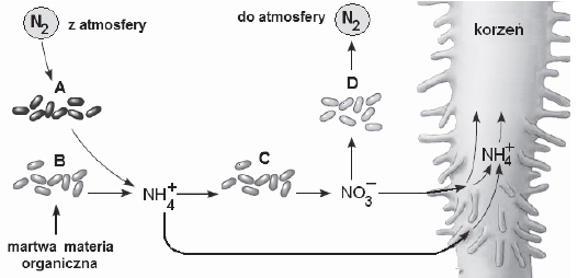 Metabolizm bakterii autotroficznych.