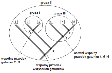 Rodzaje grup taksonomicznych.