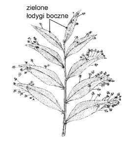 Modyfikacja łodyg bocznych u liściokwiatu