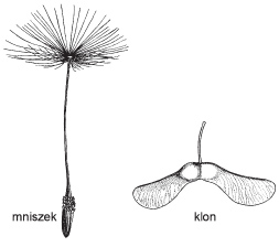 budowa owoców mniszka pospolitego.