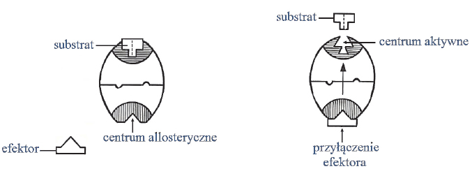 Budowa enzymuu. Centrum aktywne i centrum allosteryczne.