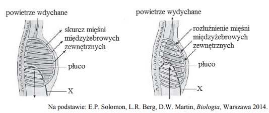 Mechanizm wentylacji płuc. Faza czyna i bierna.