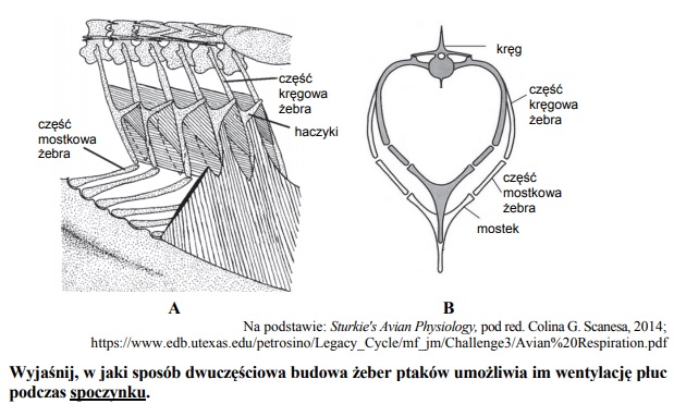 Adaptacje do efektywnej wymiany gazowej u ptaków.