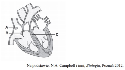 Budowa i funkcjonowanie serca.