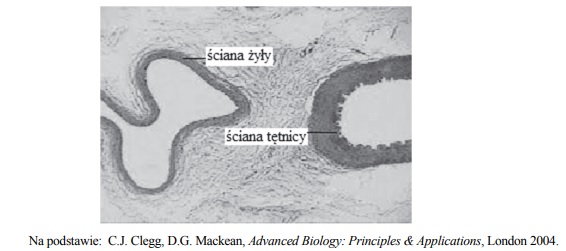 Przekrój przez naczynia krwionośne. Przekrój żyły i tętnicy.
