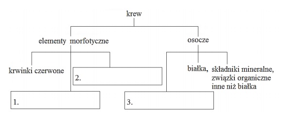 Elementy morfotyczne krwi człowieka i składniki osocza.