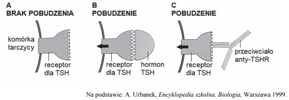 Działanie TSH. Choroby autoimmunizacyjne.