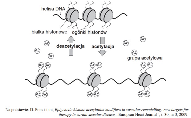 Acetylacja białek histonowych.