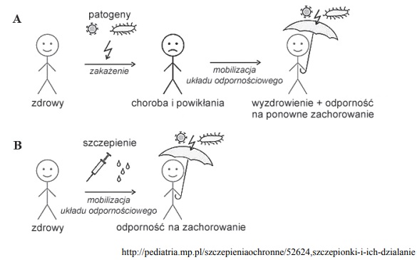 Mechanizmy reakcji odpornościowych.