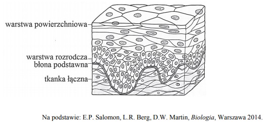 Funkcja warstwy rozrodczej w błonie podstawnej skóry.