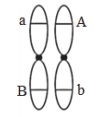 Chrmosomy homologiczne i proces crossing over.