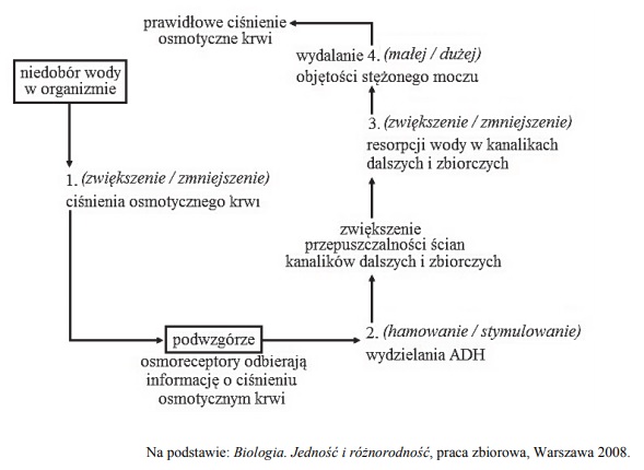 Regulacja ciśnienia osmotycznego.