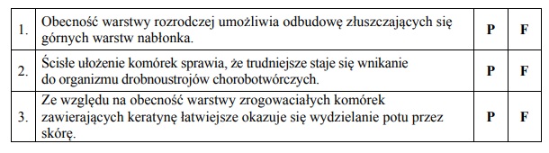 Funkcja warstwy rozrodczej w błonie podstawnej skóry.