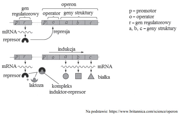 Ekspresja genów operonu laktozowego.