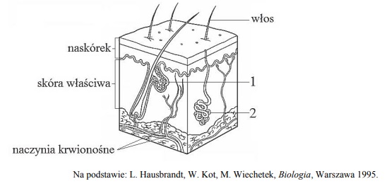 Budowa skóry człowieka. Znaczenie naczyń krwionośnych w skórze.