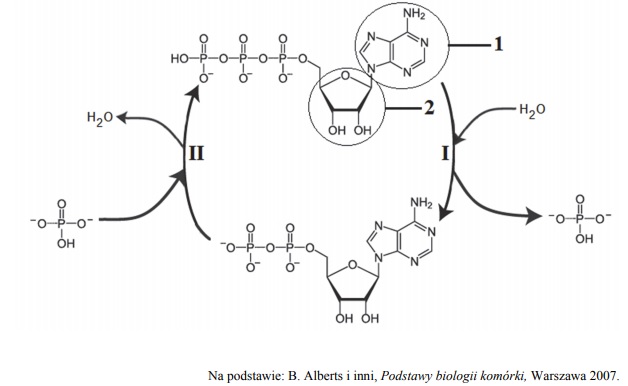 Fosforylacja ADP i defosforylacja ATP.