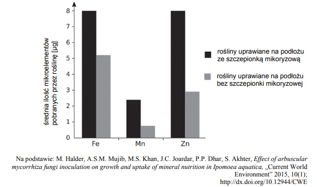 Mikoryza. W jaki sposób zwiększa intensywność pobierania mikroelementów.