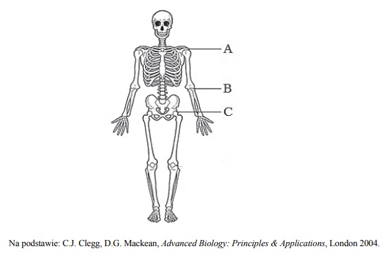 Typy stawów w ciele człowieka.