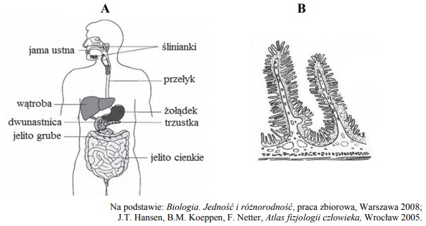 Budowa układu pokarmowego człowieka.