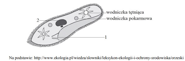 Budowa pantofelka.