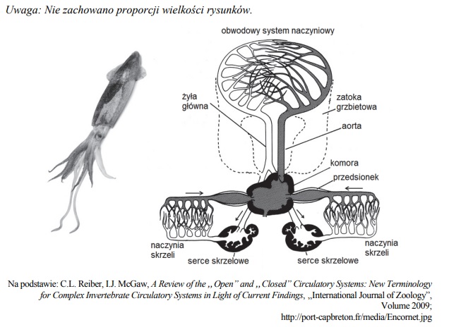 Układ krążenia głowonogów.
