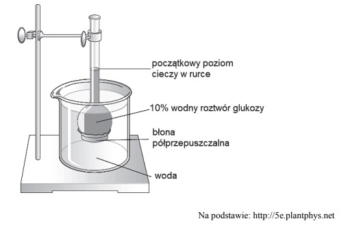 Osmotyczny przepływ wody przez błonę półprzepuszczalną.