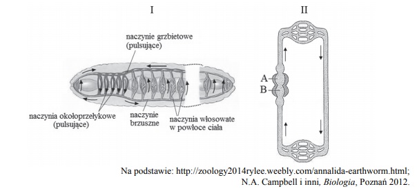 Układ krwionośny dżdżownicy.