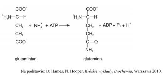 Rola glutaminy w organizmie człowieka.