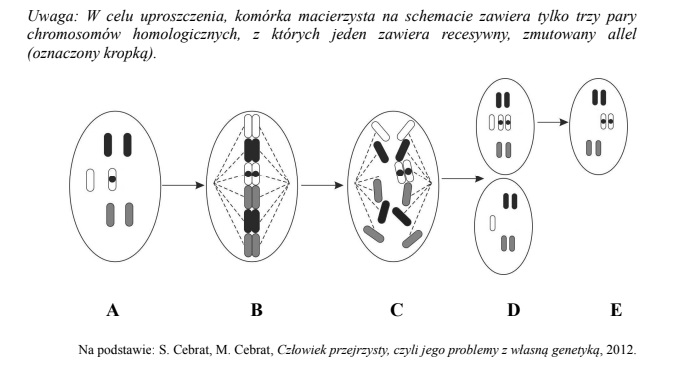 Recesywna mutacja genu RB1 może prowadzić do rozwinięcia się siatkówczaka – groźnego nowotworu siatkówki oka.