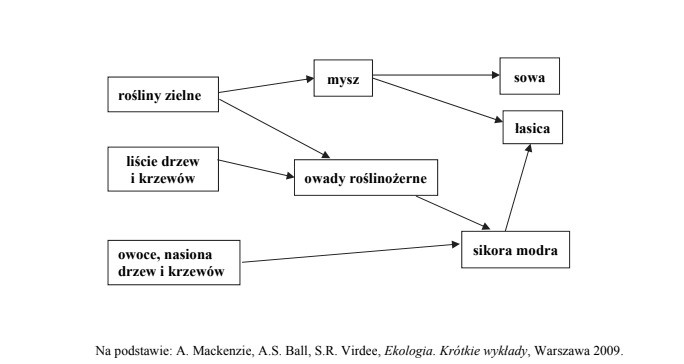 Fragment sieci troficznej w lesie liściastym.