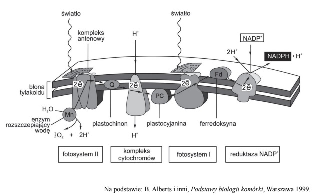 Transport elektronów zachodzący podczas reakcji świetlnych fotosyntezy u roślin.