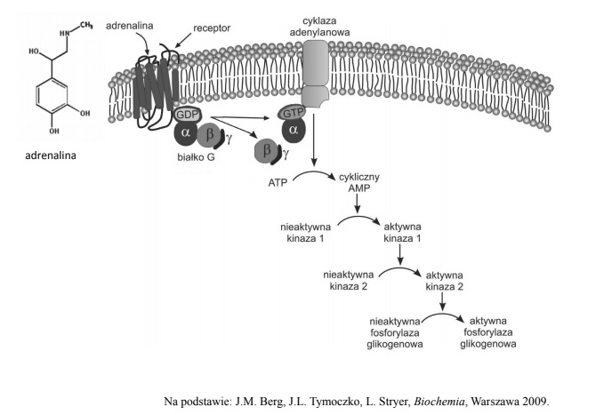 Mechanizm aktywacji fosforylazy glikogenowej.