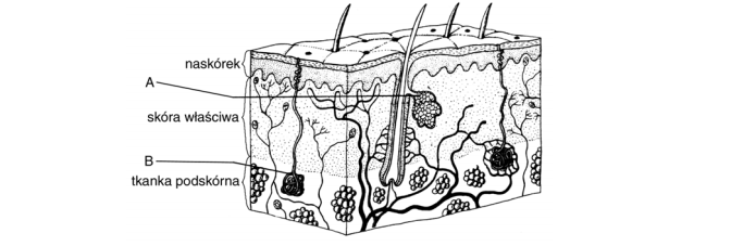 Naskórek, skóra właściwa, tkanka podskórna.