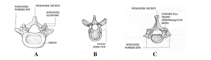Cechy budowy kręgów różnych odcinków kręgosłupa.