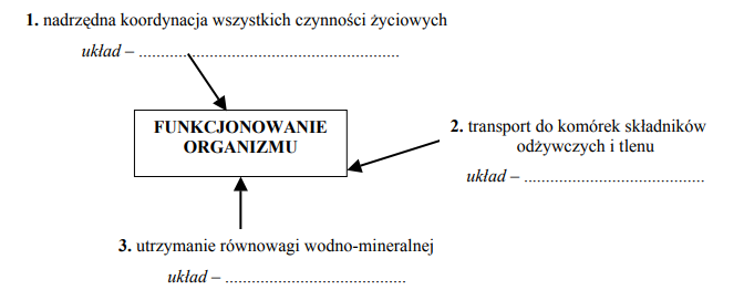 Utrzymanie równowagi wodnomineralnej i koordynacja funkcji życiowych.