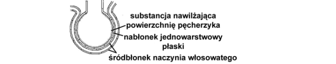 Substancja powierzchniowo czynna w pęcherzykach płucnych (surfaktant).